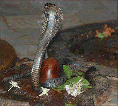 Image result for snake shiv